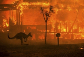 At least 480 million animals have died in fires in Australia