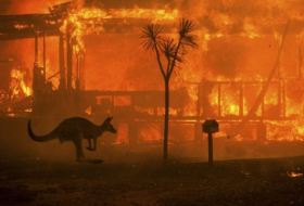 В Австралии в результате пожаров погибло по меньшей мере 480 миллионов животных