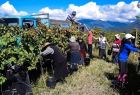 В Кахети приступили к ртвели - винзаводы переработали первые тонны винограда нового урожая