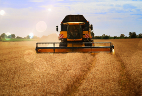 Грузия запретила экспорт ячменя и пшеницы на год