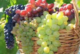 Правительство Грузии выделит на субсидирование сбора винограда 150 млн лари