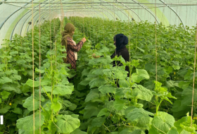 Supporting Yazidi Female Farmers in Sinjar Sevi's Greenhouse