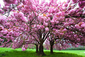 Любование цветущей сакурой пройдет в тбилисском Ботаническом саду