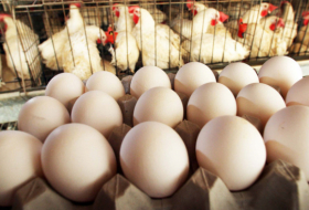 Все производители яиц в Грузии должны будут пройти авторизацию