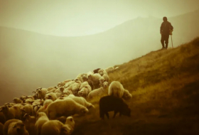 Боевики ИГИЛ похитили двух езидских пастухов и угнали 400 овец