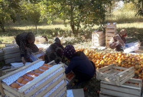 The persimmon harvest season has begun in Sinjar