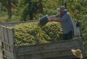 “Нам нужен экспорт в страны с высокой винной культурой” – грузинские виноделы обратились к ЕС