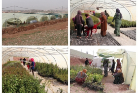 Восемьдесят оставшихся в живых езидок на сельскохозяйственном проекте в Шейханском районе