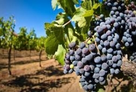 Хванчкара на подходе: в высокогорье Грузии собрали 1,4 тысячи тонны винограда