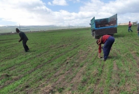 Problems of Yazidi farmers in Armenia