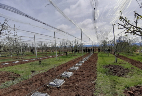 65 млн лари за пять лет — IFAD помогает Грузии модернизировать сельское хозяйство   
