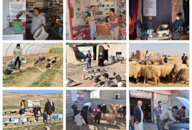 Yazda and in a partnership with ASB, implemented an important livelihood project in Sinjar