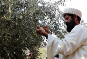 Yezidis participate in the olive harvest in the holy Lalesh