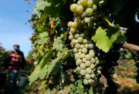 Посольство Германии - экспорт грузинского вина в Германию увеличился на 27%