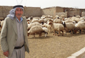 AFP: Yazidi farmers have nowhere to graze cattle, Iraq is experiencing the worst drought in 92 years