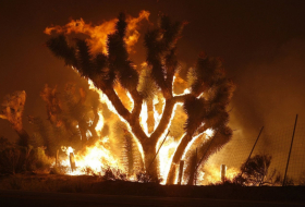 Поджог ореховых деревьев нанёс большой ущерб фермеру езиду