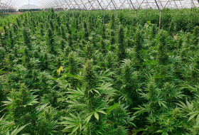 Mimkûn an ne mumkin: rewşa cixare û xwedîkirina marijuana li Gurcistanê çawa ye